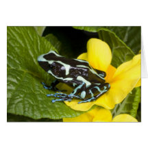 Costa Rica, Osa Peninsula. Close-up of poison Greeting Cards