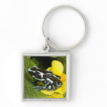 Costa Rica, Osa Peninsula. Close-up of poison Key Chain