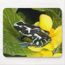 Costa Rica, Osa Peninsula. Close-up of poison Mousepads