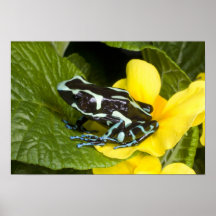 Costa Rica, Osa Peninsula. Close-up of poison Poster