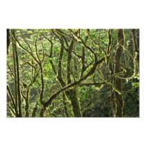 Costa Rica Rain Forest Canopy Photo Print