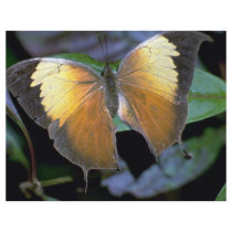 Costa Rican butterfly Custom Flyer
