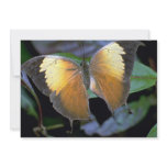 Costa Rican butterfly Custom Announcements
