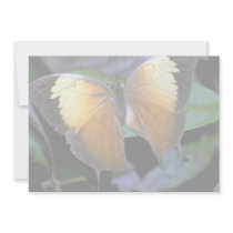 Costa Rican butterfly Custom Invites