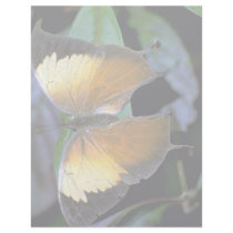 Costa Rican butterfly Custom Letterhead