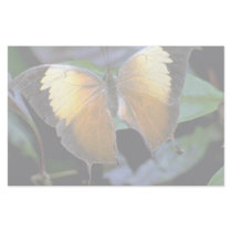 Costa Rican butterfly Stationery Paper