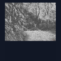 Costa Rican Forest Road t-shirts