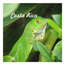 Costa Rican Lizard Custom Announcement