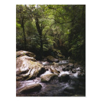 Costa Rican Rainforest Postcard postcards