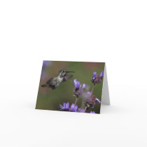 Costa’s Hummingbird - Joe Sweeney - card