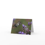 Costa’s Hummingbird - Joe Sweeney - card