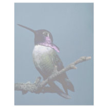 Costa's hummingbird, Calypte costae, Sacremento, U Letterhead Design