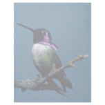Costa's hummingbird, Calypte costae, Sacremento, U Letterhead Design
