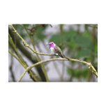 Costa's Hummingbird Canvas Prints