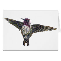 Costa's Hummingbird cards