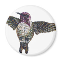 Costa's Hummingbird magnets