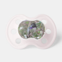 Costa's Hummingbird Pacifier