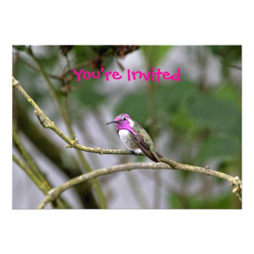Costa's Hummingbird Personalized Announcement
