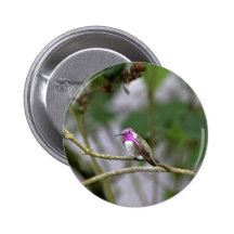 Costa's Hummingbird Pin