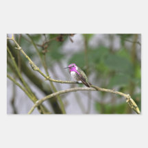 Costa's Hummingbird Rectangular Sticker
