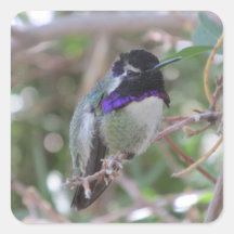 Costa's Hummingbird Square Stickers