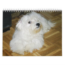 Coton Candy Wall Calendars