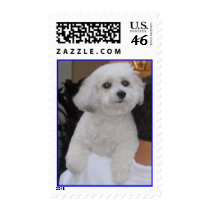Coton de Tulear - Customized - Customized postage