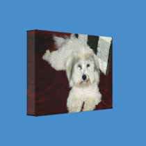 Coton De Tulear in Oil canvas prints