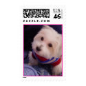 Coton de Tulear postage by asktoto Coton de Tulear postage
