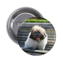 Coton de Tulear Puppy button