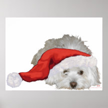 Coton de Tulear - Waiting Posters