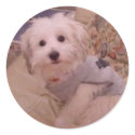 Coton du Tulear Sticker by asktoto Coton du Tulear Sticker