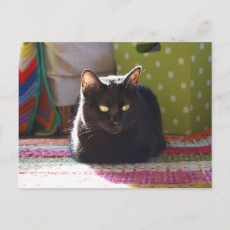 "Cottage Comfort" Cat Photography Postcards