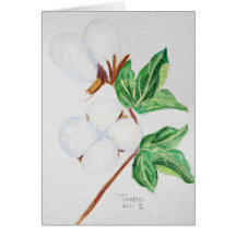 Cotton Boll Botanical Card