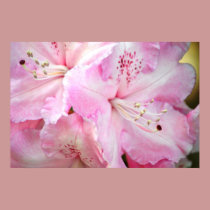 Cotton Candy Pink Azaleas posters