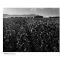Cotton field, into sun near El Centro, 1966 posters