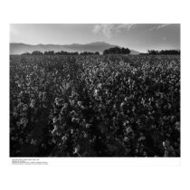 Cotton field, into sun near El Centro, 1966 posters by ucrcmp Cotton field, into sun near El Centro, 1966 posters