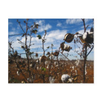 cotton field postcards