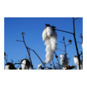 Cotton Field posters by captainifr Cotton Field posters