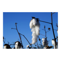 Cotton Field posters by captainifr Cotton Field posters