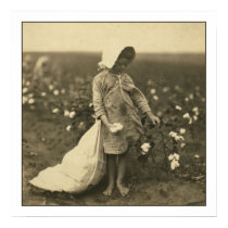Cotton Field posters