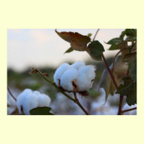 Cotton Field Poster posters