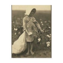 Cotton Fields postcards