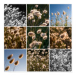 grasses, seeds, plants, sky, light, nature, hairs,