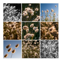 cotton grass montage posters by nightsky cotton grass montage posters