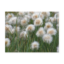 Cotton Grass, Unalaska Island Postcards