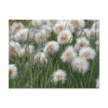 Cotton Grass, Unalaska Island postcards