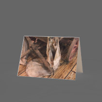 COTTON PICKEN GREETINGS cards