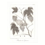 Cotton Plant Poster Antique Botanical Illustration posters