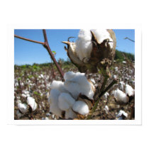 Cotton posters by iiiyaaa Cotton posters